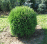 thuja occidentalis globosa